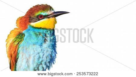 Exotic Bird With Feathers Sticking Out To The Side Isolated On White