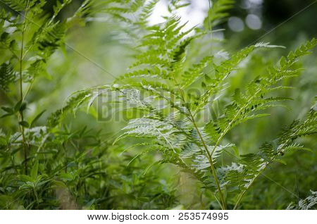 Green Fern Leaf Close-up In The Forest In Summer