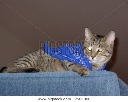 Supercat