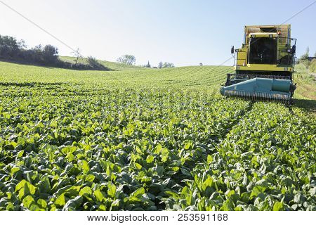 Modern Self-propelled Spinach Harvester At Work. Guadiana Meadows, Badajoz, Spain. Closeup