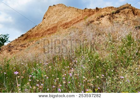 wildflowers on high coast by the sea, beautiful summer landscape, travel concept