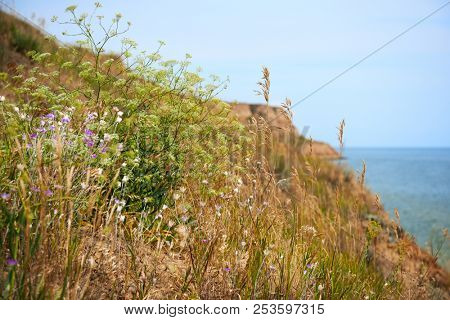 wildflowers on high coast by the sea, beautiful summer landscape, travel concept
