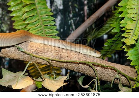 King Brown Snake On Branch - Australia