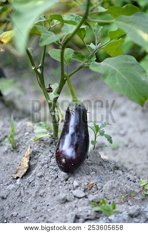 Eggplant Or Aubergine Vegetable Grow In A Garden
