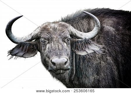 African Buffalo Close Up Isolated On White Background