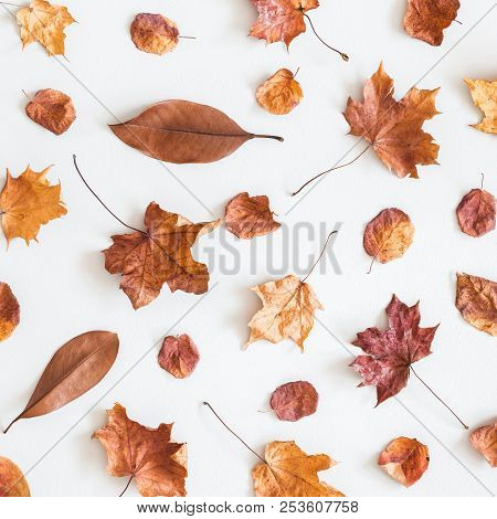 Autumn Composition. Pattern Made Of Dried Autumn Leaves On White Background. Autumn, Fall Concept. F