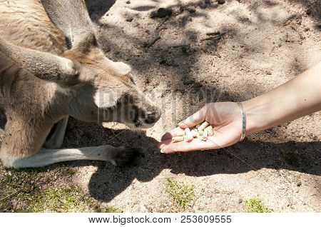 Western Grey Kangaroo In A Conservation Park