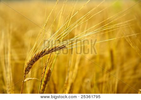 小麦のフィールド