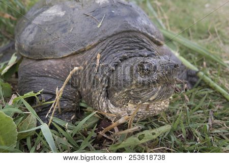 Large Freshwater Turtle Common Snapping Turtle, Chelydra Serpentina.