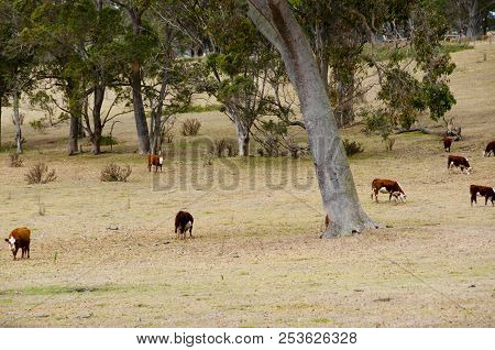 Free Range Australian Cattle In A Station