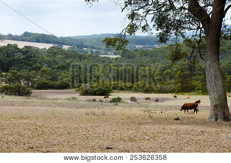 Free Range Australian Cattle In A Station