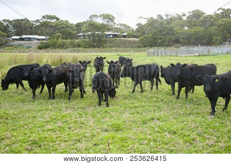 Free Range Australian Cattle In A Station