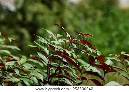 Plant Name Is Yellow Star Or Excoecaria Cochinchinensis Lour. (euphorbiaceae)
