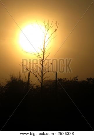 El sol y árbol silueta fondo V1