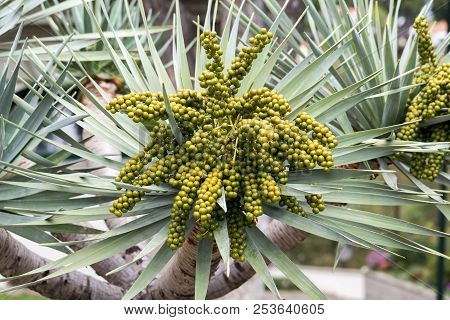 Seed Head Of Bangalow Palm, Archontophoenix Cunninghamiana