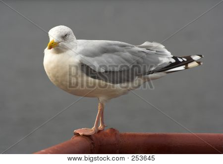 Gabbiano