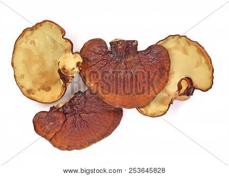 Top View Of  Ganoderma Lucidum Isolated On The White Background.