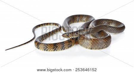This Is A Snake Isolated On White Background