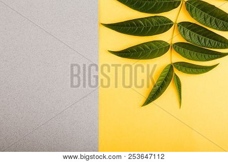 Green Tropical Leaves On A Yellow-gray Background. Minimal Style Design With Plants. Abstract Backgr