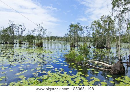 A Landscape In Cattai Wetlands In Australia