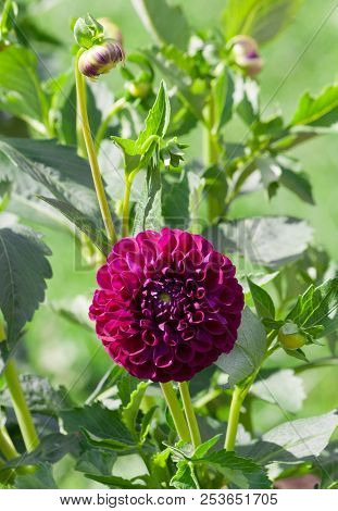 Asteraceae Dahlia Cultorum Grade Marble Ball, Deep Purple Petals Against A Dark Green Foliage, Globu