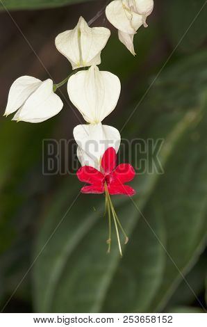 Close-up Of Clerodendrum Thomsoniae In Maharashtra State Of India