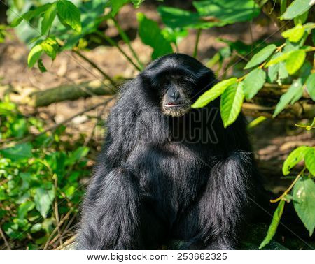 Siamang Gibbon Monkey Or Symphalangus Syndactylus : Looking At The Lens Close-up View Seating