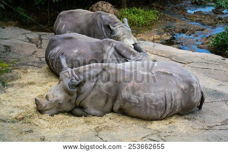 Three White Or Square-lipped Rhinoceros Close Up View And Horns