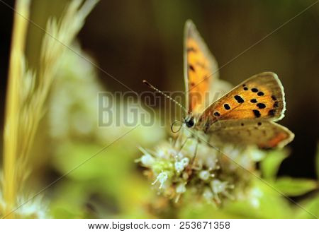 Flower In Garden At Sunny Summer Or Spring Day. Flower For Postcard Beauty Decoration And Agricultur