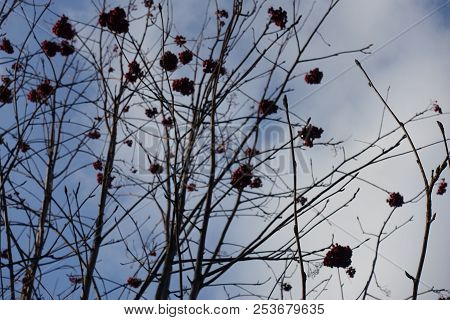 Bare Branches Of Sorbus Aucuparia With Berries
