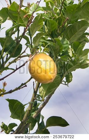 One Yellow Lemon Attached To The Tree
