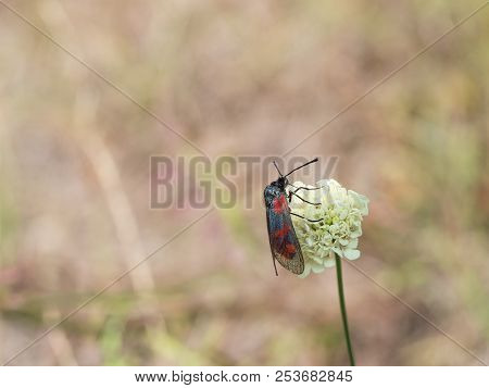 The Six-spot Burnet (zygaena Filipendulae) Sitting On A Blooming Flower.