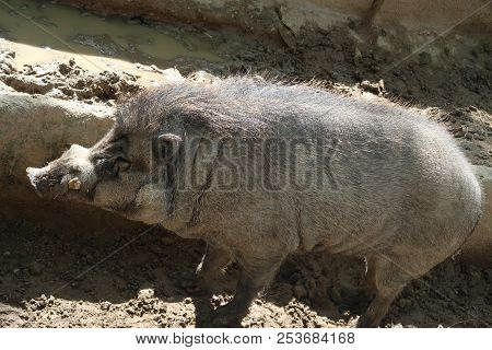 Photography Of A Visayan Warty Pig (sus Cebifrons)