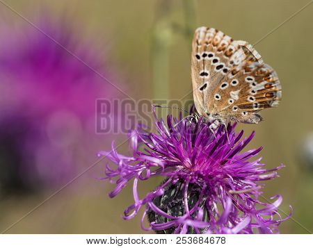 The Chalkhill Blue (polyommatus Coridon) Butterfly Sitting On A Blooming Flower And Feeding