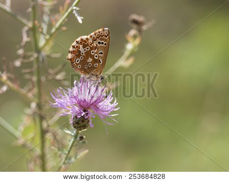 The Chalkhill Blue (polyommatus Coridon) Butterfly Sitting On A Blooming Flower And Feeding