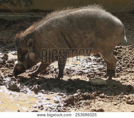 Photography Of A Visayan Warty Pig (sus Cebifrons)