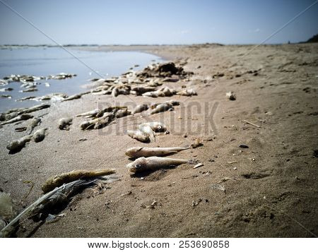 A Lot Of Dead Fish On The Sand Beach Of Lake Peipus, Estonia.  Small Fish, Close-up Shot In The Sunn