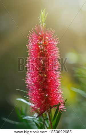 Red Callistemon Flowers In The Tropical Garden Of Bali, Indonesia