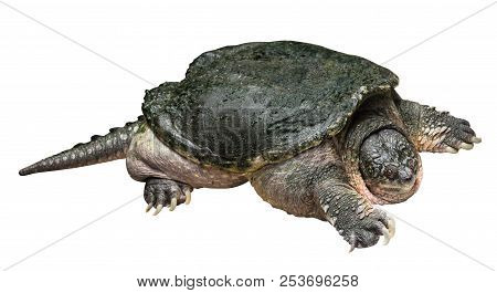 Snapping Turtle ( Chelydra Serpentina ) Is Creeping And Raise One's Head On White Isolated Backgroun