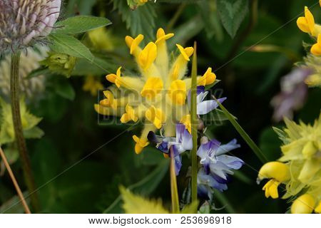 Flowers Of An Alpine Common Kidneyvetch (anthyllis Vulneraria Supsp. Alpestris)