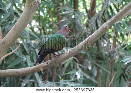 Photography Of A Common Emerald Pigeon On A Tree Branch