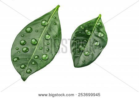 Green Citrus Leaves With Drops Isolated On A White Background