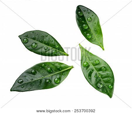 Green Citrus Leaves With Drops Isolated On A White Background