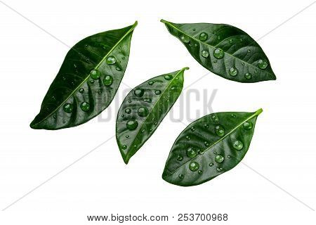 Green Citrus Leaves With Drops Isolated On A White Background