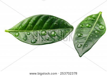 Green Citrus Leaves With Drops Isolated On A White Background