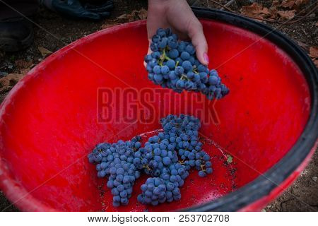 Bolgheri, Tuscany, Italy - Processing Of The Vineyards