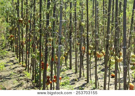 Sick Tomatoes In The Garden, The Vegetables Infected With Late B