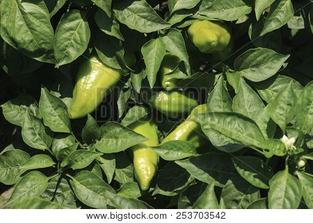 Ripe Green Bell Peppers Growing In The Garden, Top View. The Har