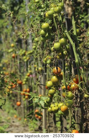 Sick Tomatoes In The Garden, The Vegetables Infected With Late B