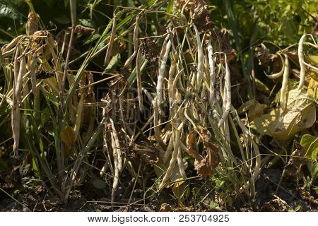 Dry, Ripe Beans Grow In The Garden, Long Beans, Food
